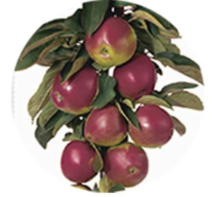 Malus  domestica Maypole Zuilvorm (Purperrode appel)-2