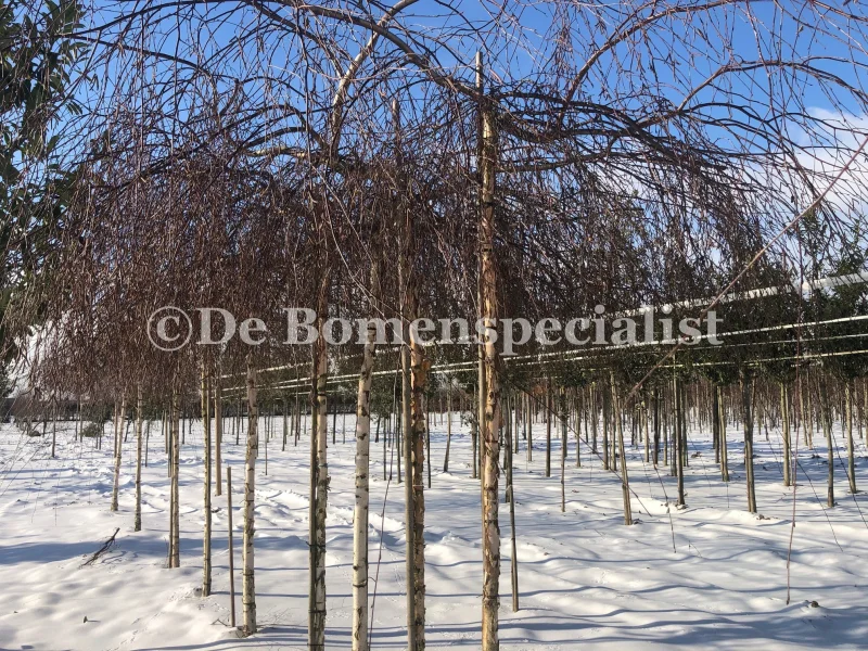 Betula pendula Youngii (Prieelberk) GROTE BOOM-2