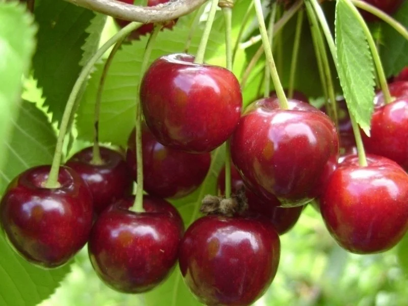 Prunus Avium Regina (Zelfbestuivende Kersenboom Leivorm)-1