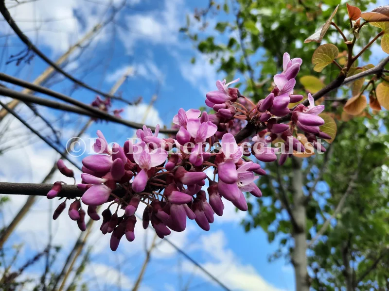 Cercis Siliquastrum (Judasboom) GROTE BOOM-2