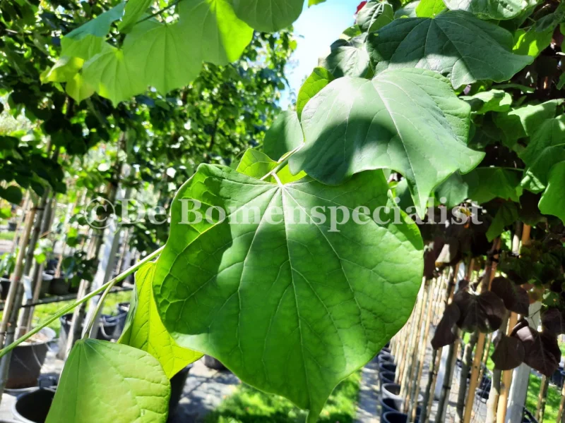 Cercis Siliquastrum (Judasboom) GROTE BOOM-3