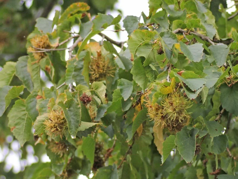 Corylus Colurna (Turkse Hazelaar) GROTE BOOM-4