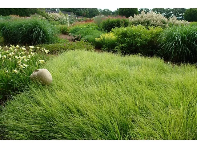 Sesleria Autumnalis (Blauwgras)