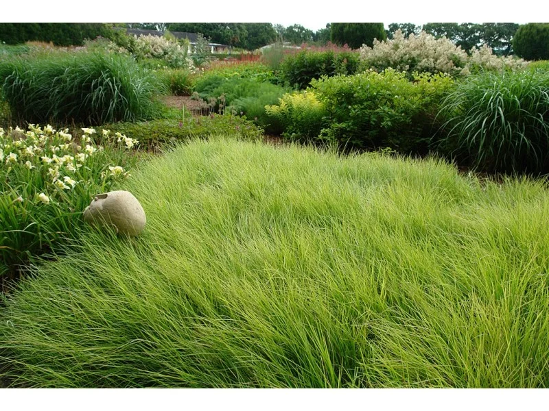 Sesleria Autumnalis (Blauwgras)