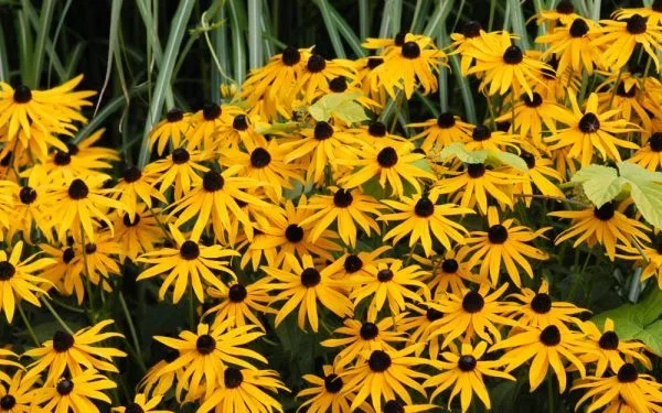 Rudbeckia Fulgida Goldsturm