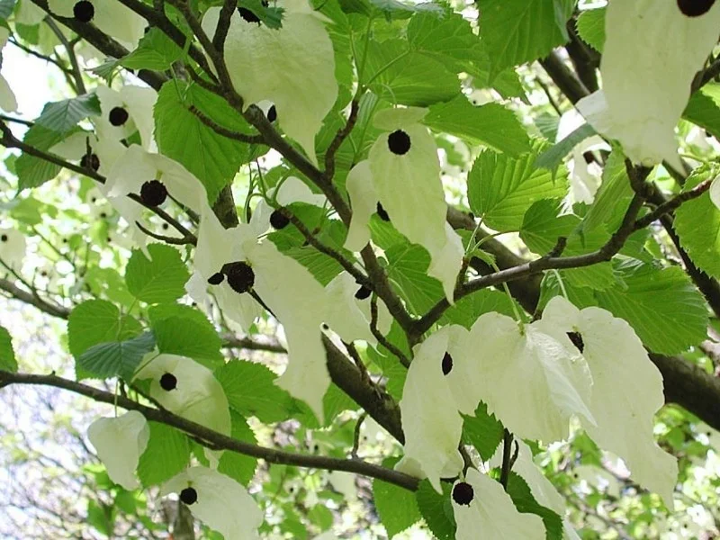 Davidia Involucrata (Vaantjesboom) GROTE BOOM-2