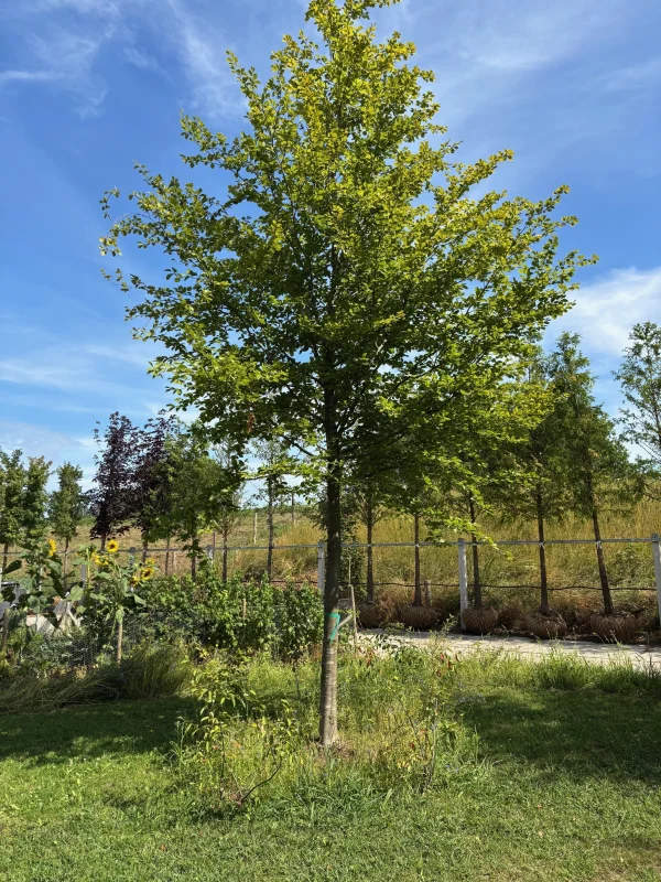 Fagus Sylvatica (Groene Beuk) GROTE BOOM-2