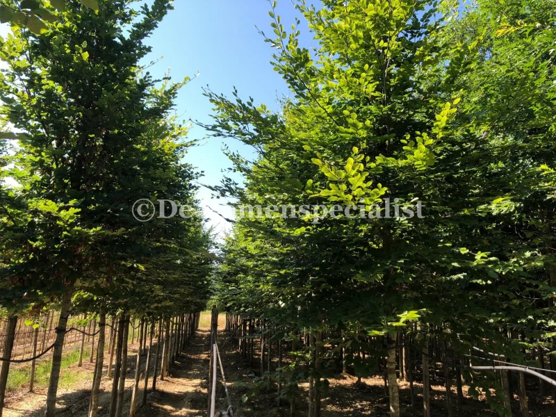 Fagus Sylvatica (Groene Beuk) GROTE BOOM-3