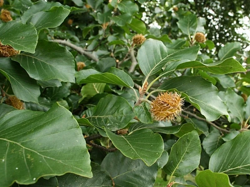Fagus Sylvatica (Groene Beuk) GROTE BOOM-5