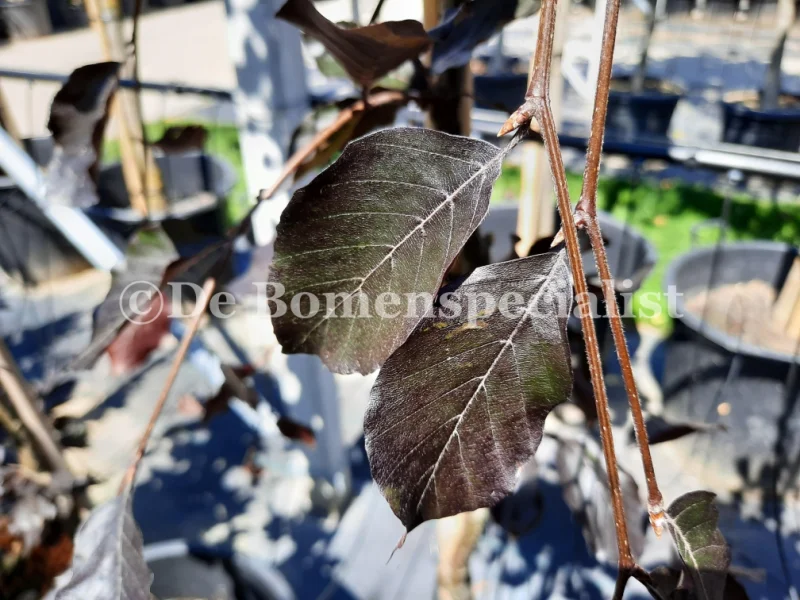 Fagus Sylvatica Atropunicea (Rode Beuk) GROTE BOOM-2