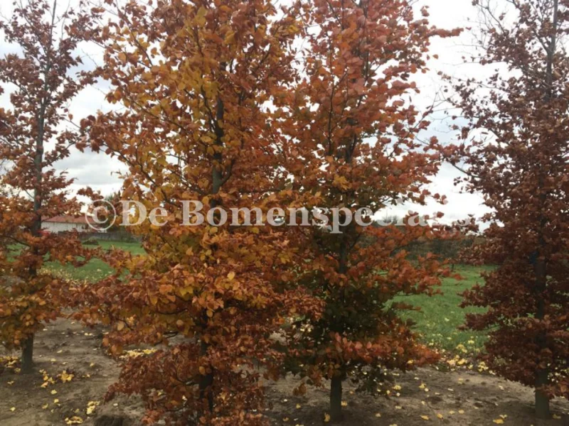 Fagus Sylvatica Atropunicea Pendula (Rode Treurbeuk) GROTE BOOM-2