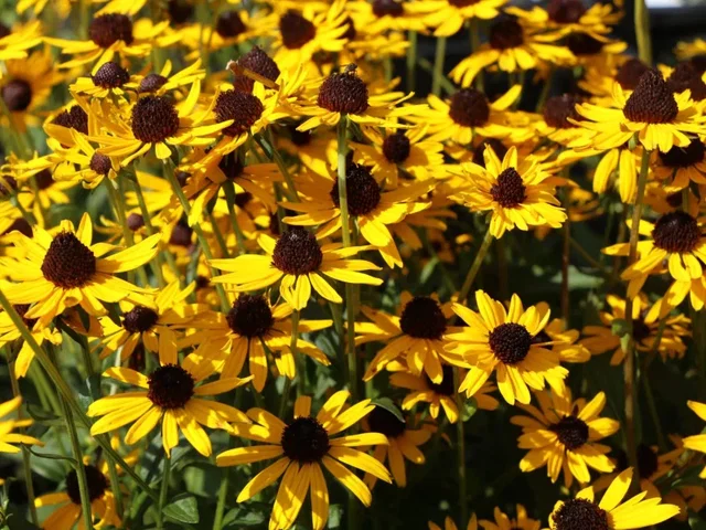 Rudbeckia fulgida ' Little Gold Star'