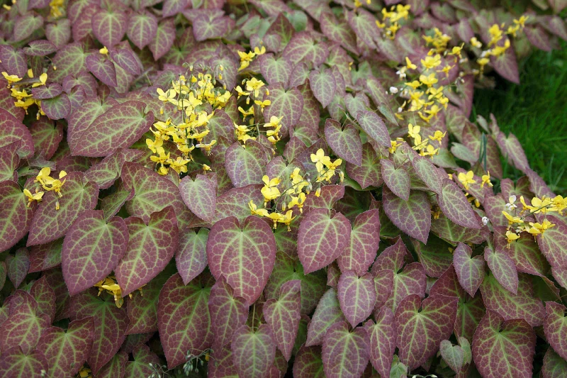 Epimedium x perralchicum 'Frohnleiten'