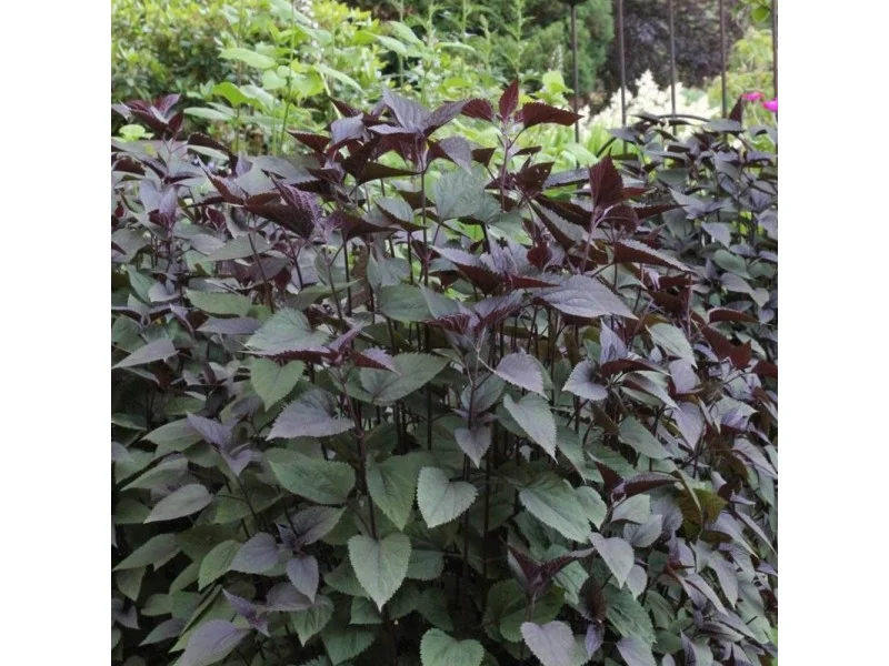 Eupatorium rugosum 'Chocolate' leverkruid-1