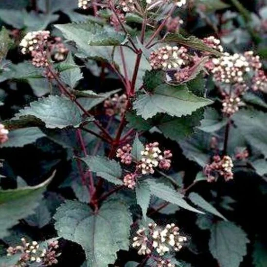 Eupatorium rugosum 'Chocolate' leverkruid-2