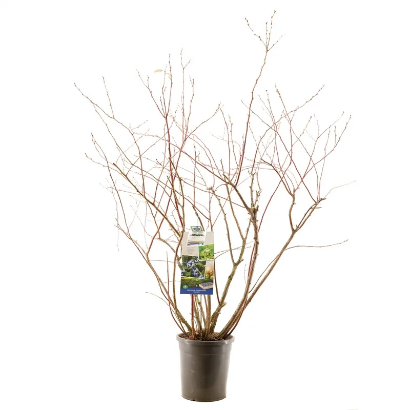Blauwe Bes groot formaat (Vaccinium corymbosum Aurora)-1