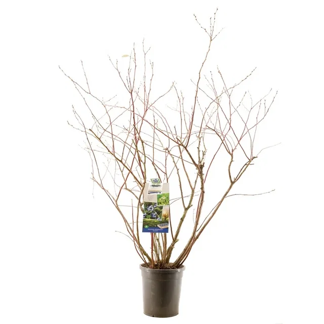 Blauwe Bes groot formaat (Vaccinium corymbosum Aurora)