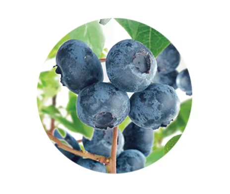 Blauwe Bes groot formaat (Vaccinium corymbosum Aurora)-2