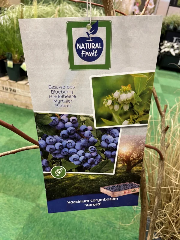 Blauwe Bes groot formaat (Vaccinium corymbosum Aurora)-3
