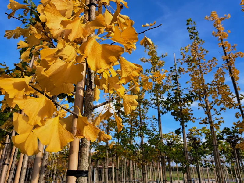 Ginkgo Biloba (Japanse Notenboom) GROTE BOOM-3