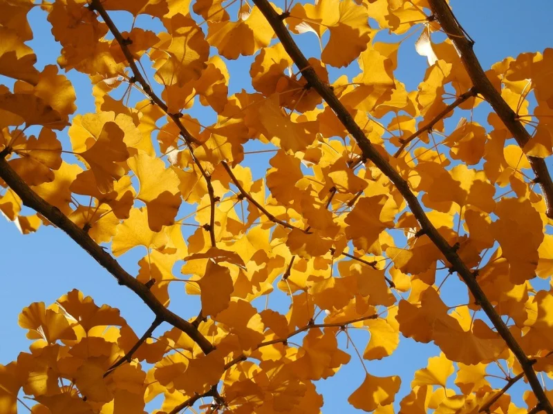 Ginkgo Biloba (Japanse Notenboom) GROTE BOOM-4