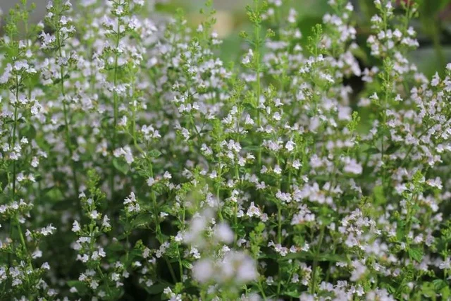 Calamintha nepeta subsp. Nepeta Calamintha nepeta subsp. Nepeta