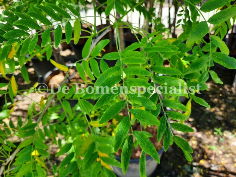 Gleditsia Triacanthos F. Inermis (Doornloze Christusdoorn) GROTE BOOM-2