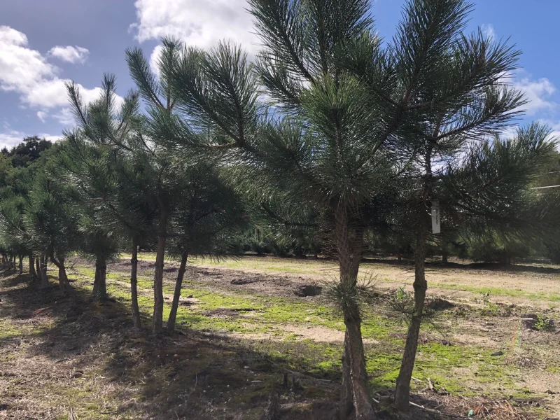Pinus sylvestris meerstammig (Grove Den)