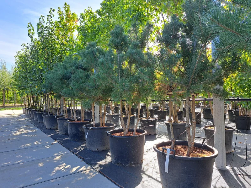 Pinus sylvestris meerstammig (Grove Den)