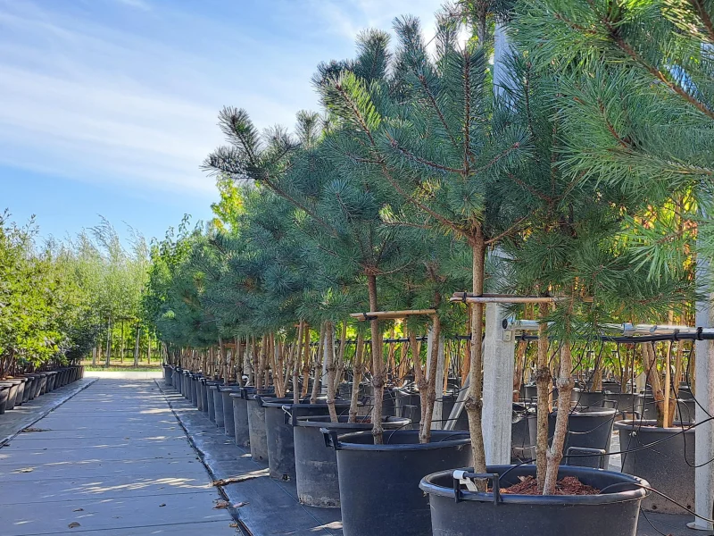 Pinus sylvestris meerstammig (Grove Den)-3