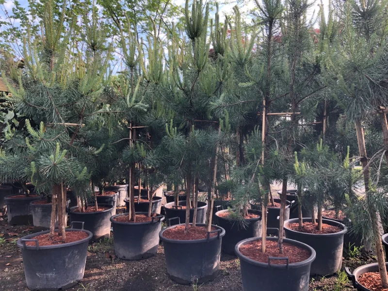 Pinus sylvestris meerstammig (Grove Den)-4