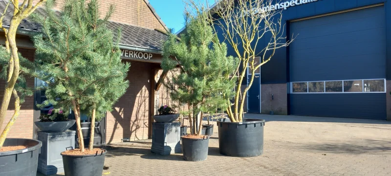 Pinus sylvestris meerstammig (Grove Den)-5