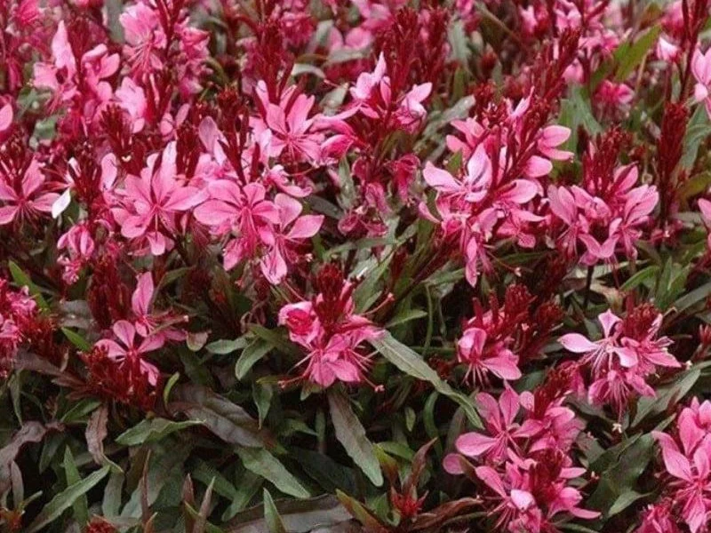 Gaura lindheimeri 'Gaudi Red' (Prachtkaars)