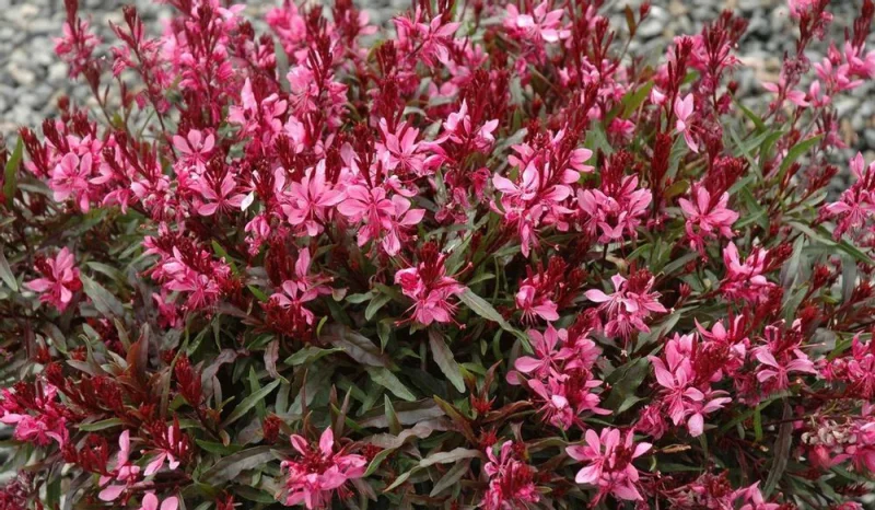 Gaura lindheimeri 'Gaudi Red' (Prachtkaars)-2