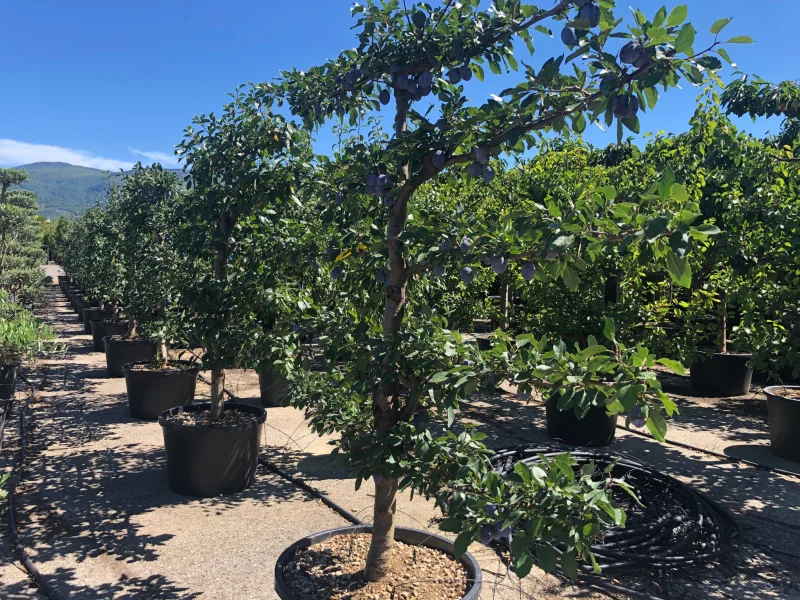 Leipruim Prunus Domestica Opal (Zelfbestuivende Pruimenboom)-3