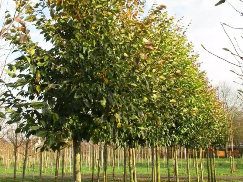 Sycoparrotia Semidecidua (Semi Wintergroen)-1