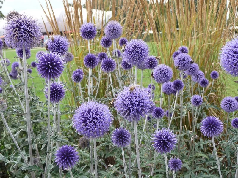 Echinops ritro 'Veitch's Blue' (Kogeldistel)