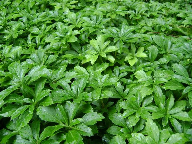 Pachysandra terminalis 'Green Sheen'