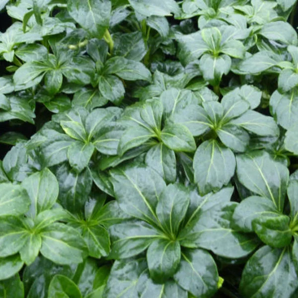 Pachysandra terminalis 'Green Sheen'-2