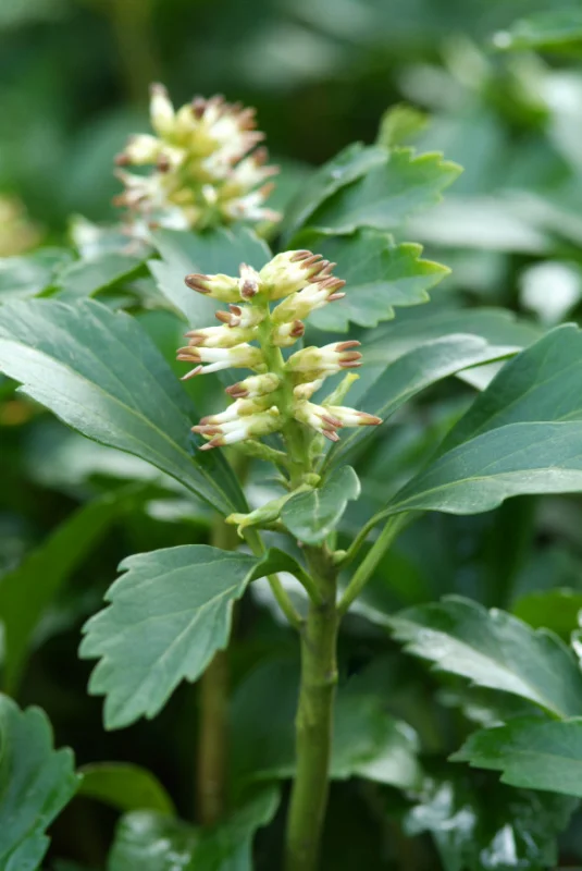 Pachysandra terminalis 'Green Sheen'-3