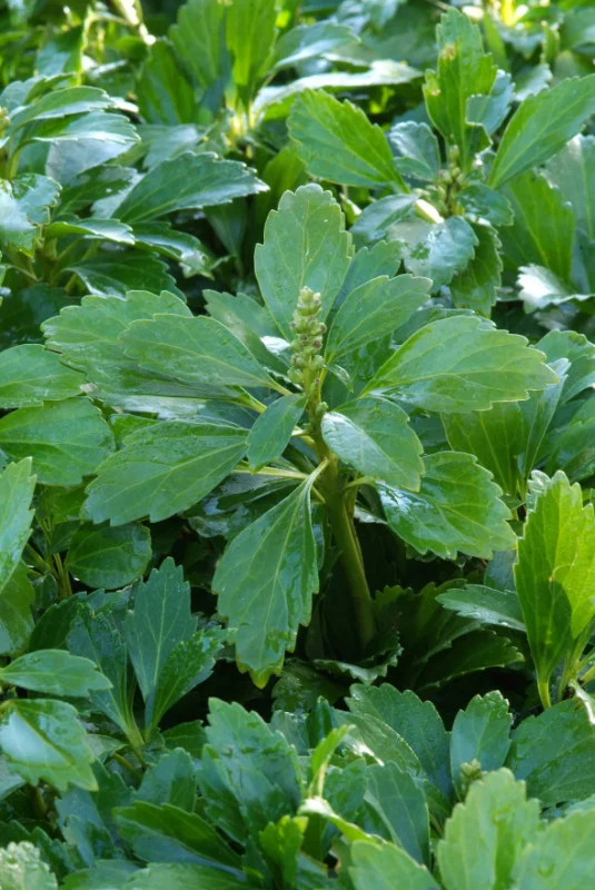 Pachysandra terminalis 'Green Sheen'-4