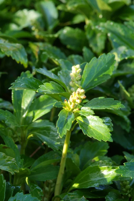 Pachysandra terminalis 'Green Sheen'-5
