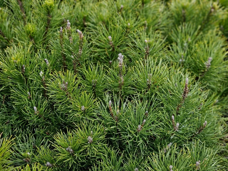 Pinus mugo' Mugus'  Bergden-1