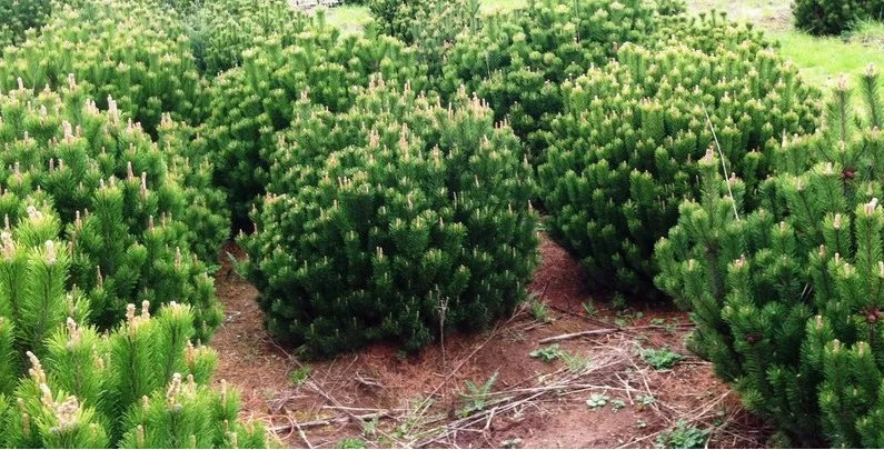 Pinus mugo' Mugus'  Bergden-2