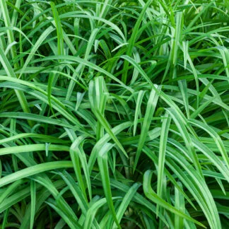 Carex morrowwi 'Irish Green'