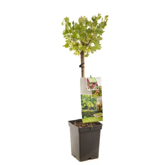 Groene Kruisbes op stam (Hinnonmäkii Grön)