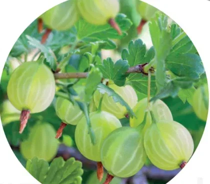 Groene Kruisbes op stam (Hinnonmäkii Grön)