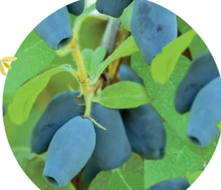 Honingbes (Lonicera caerulea Kamtschatica) Honingbes (Lonicera caerulea Kamtschatica)