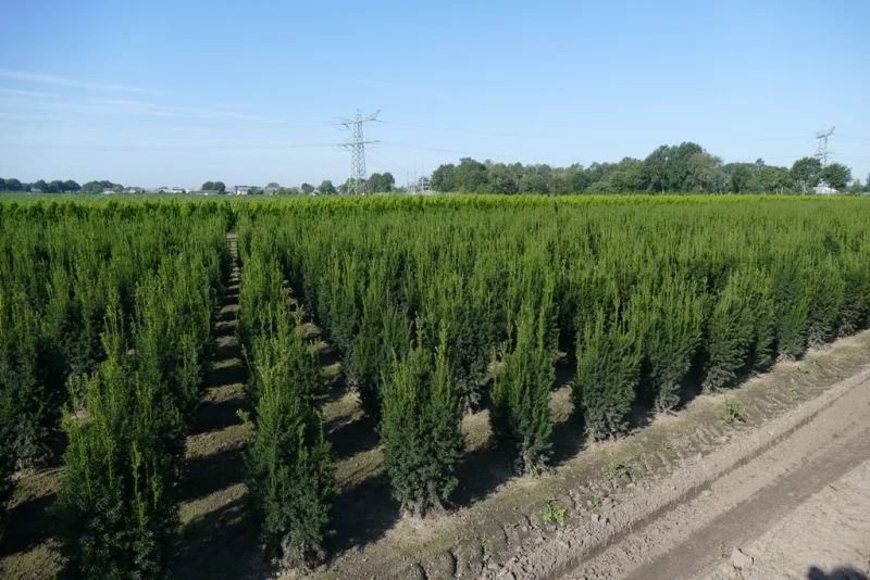 Taxus media Hillii (Haagplant)