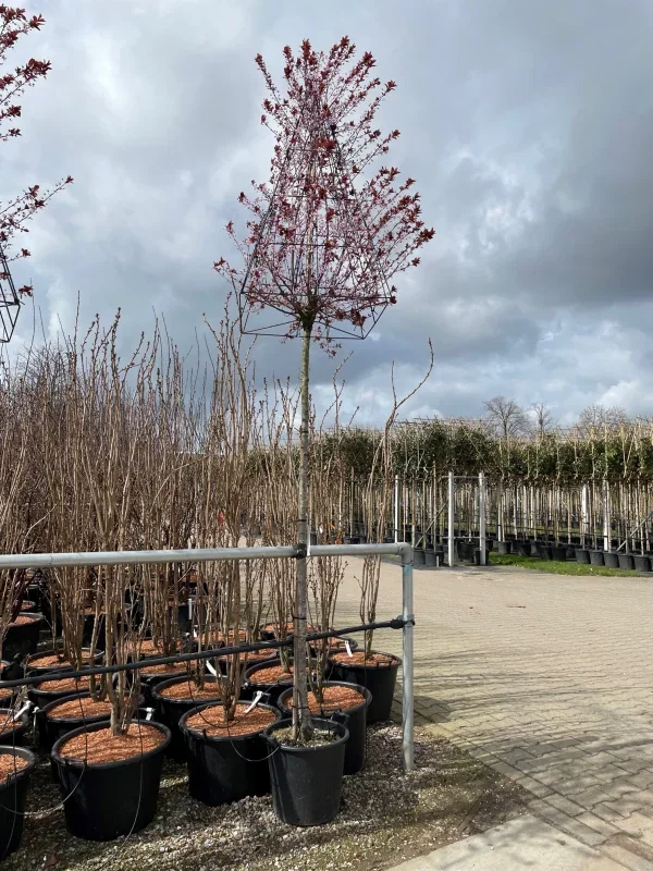 Prunus Cerasifera Nigra Pyramide (Sierpruim)